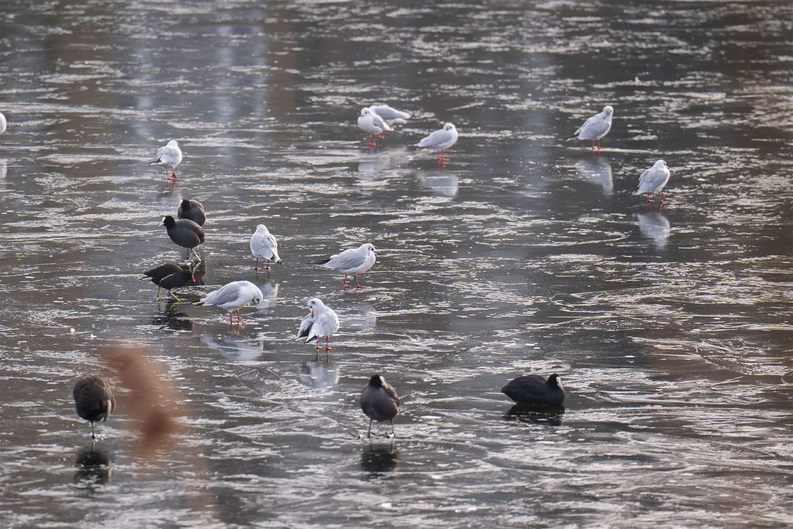 Black-headed gulls, coots and moorhens stand on a frozen lake in Hampstead Heath, north London (James Manning/PA)