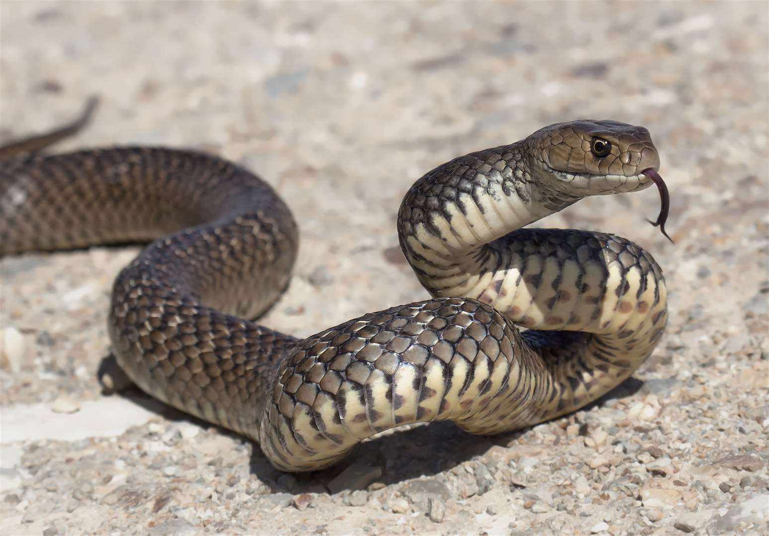 Pervert from Dartford admits possessing extreme pornographic video showing  someone performing sex act on snake