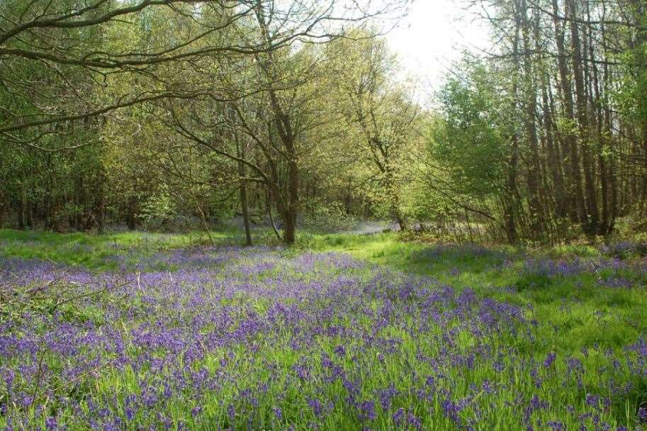 Upper Hardres Wood near Canterbury has been put up for sale