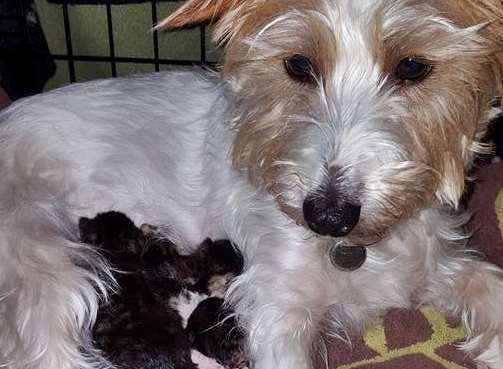 Neymar stepped in to be a surrogate mum to the kittens, cleaning them and keeping them warm. Picture: Anim-Mates.