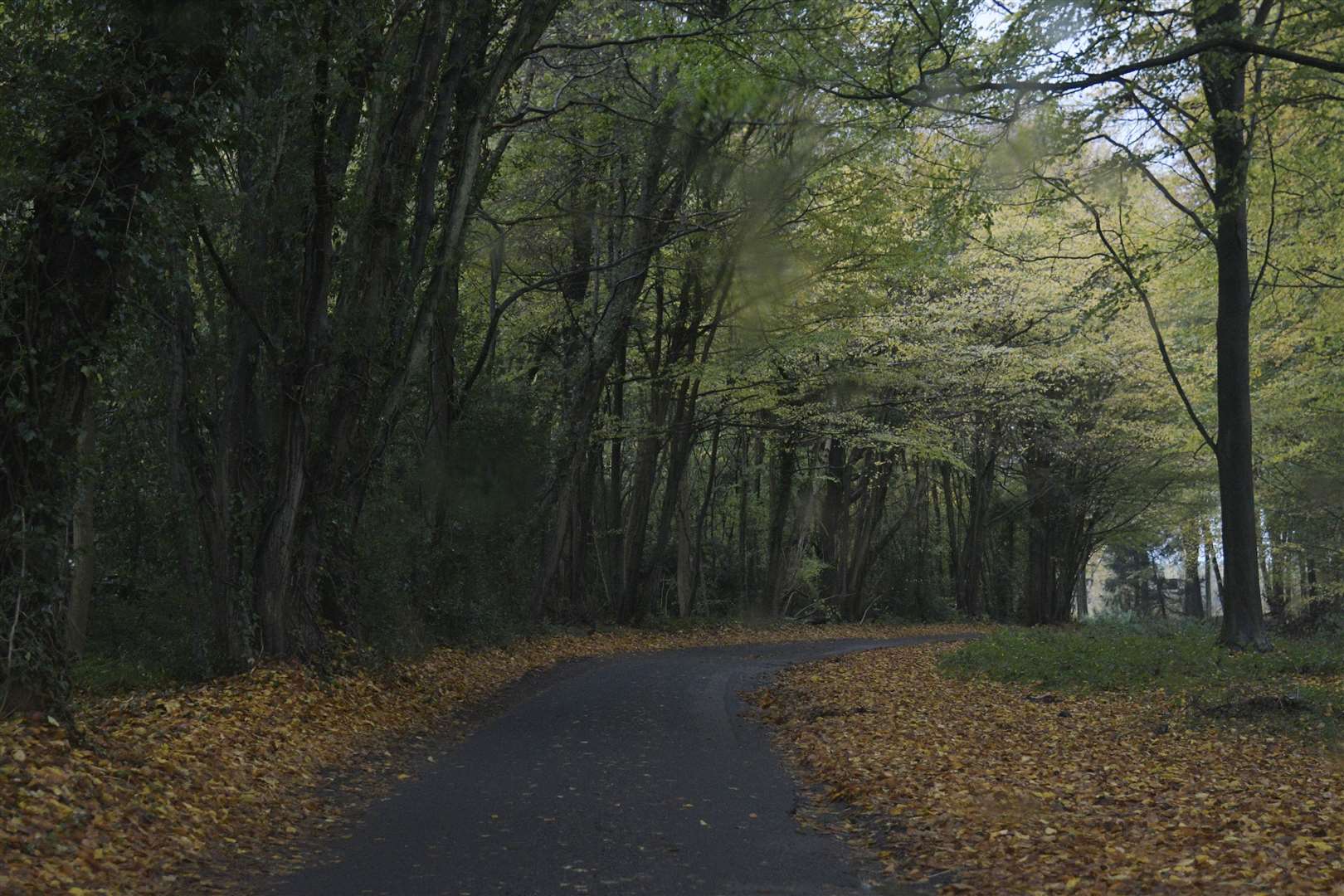 The country road, near to Denge Wood, which leads to the mill. Picture: Barry Goodwin