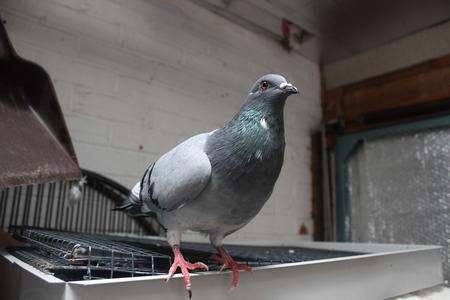 Preep the pigeon is quite at home in Ingrid Cole's Kemsley home