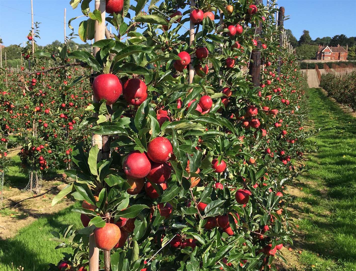 Apples growing at AC Goatham & Son, which has its headquarters in Hoo