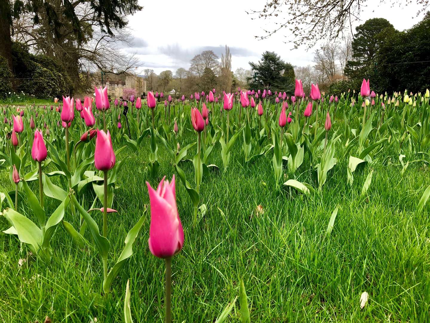 Visit Hever Castle to see the tulips