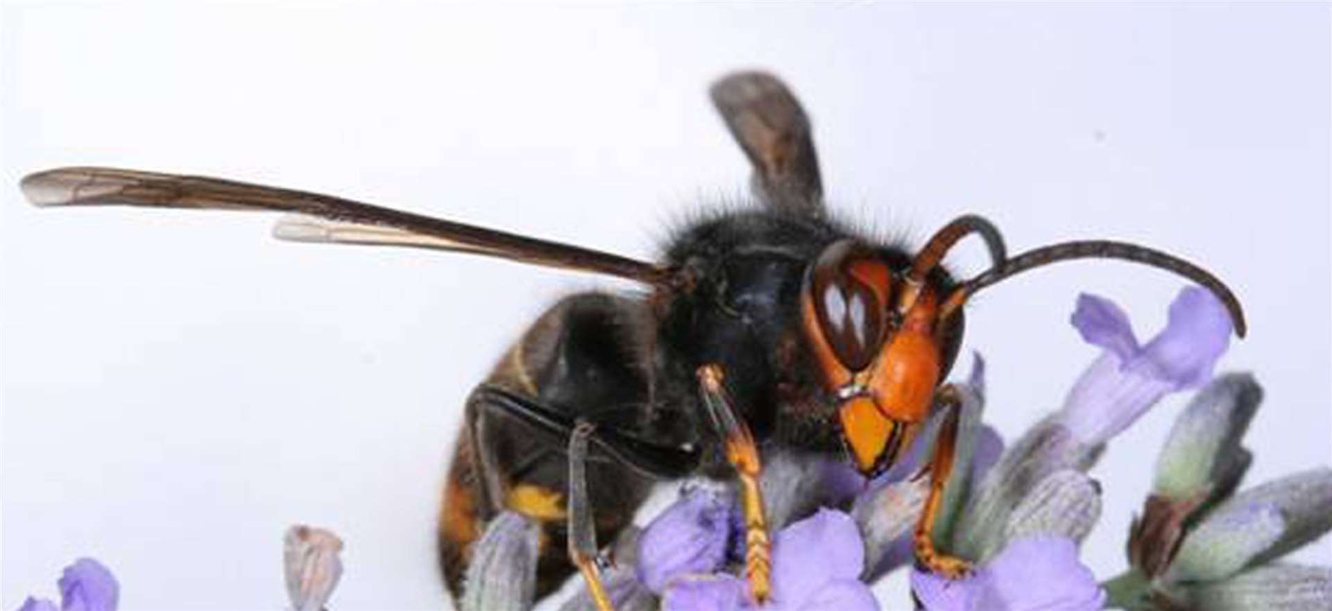 The Asian hornet kills honeybees (Jean Haxaire/Wildlife and Countryside Link/PA)