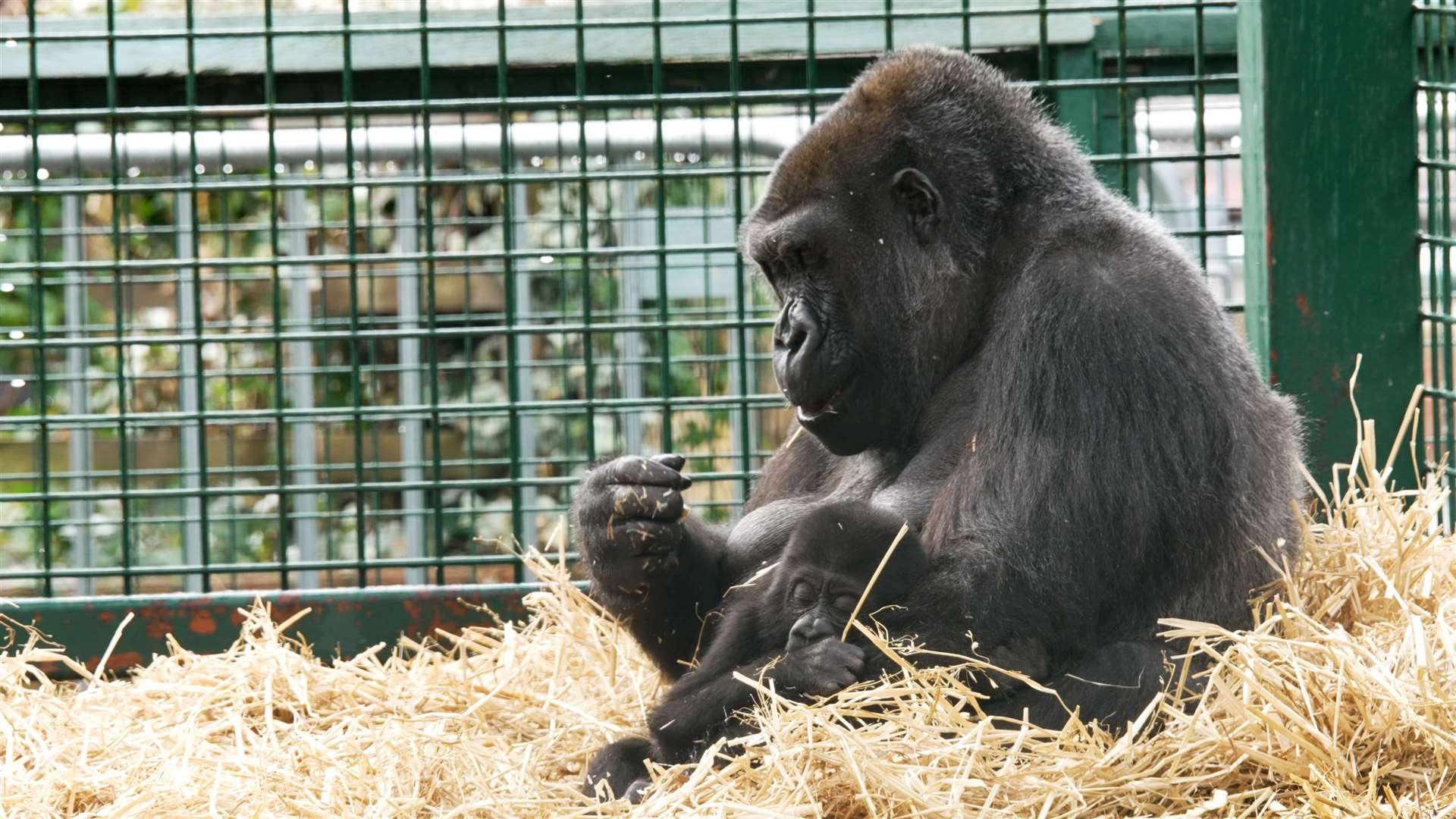 Howletts and Port Lympne have successfully released many of their endangered species back into the wild. Picture: Aspinall Foundation