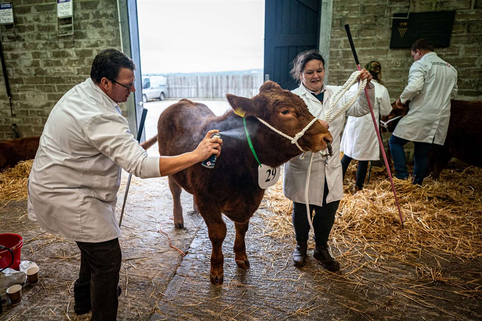 One of the cattle is given a brush and spray before trying to impress the judges (Ben Birchall/PA)