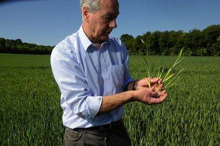 Farmer Kevin Attwood standing in his dry wheat fields holding up some of the crops and generally looking a bit glum