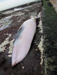 whale washed up at Epple Bay in Westgate