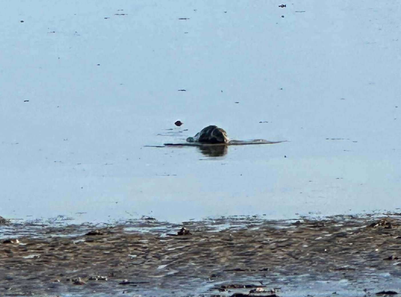 It eventually made its way back to sea as the tide came in. Picture: Daniel Ward