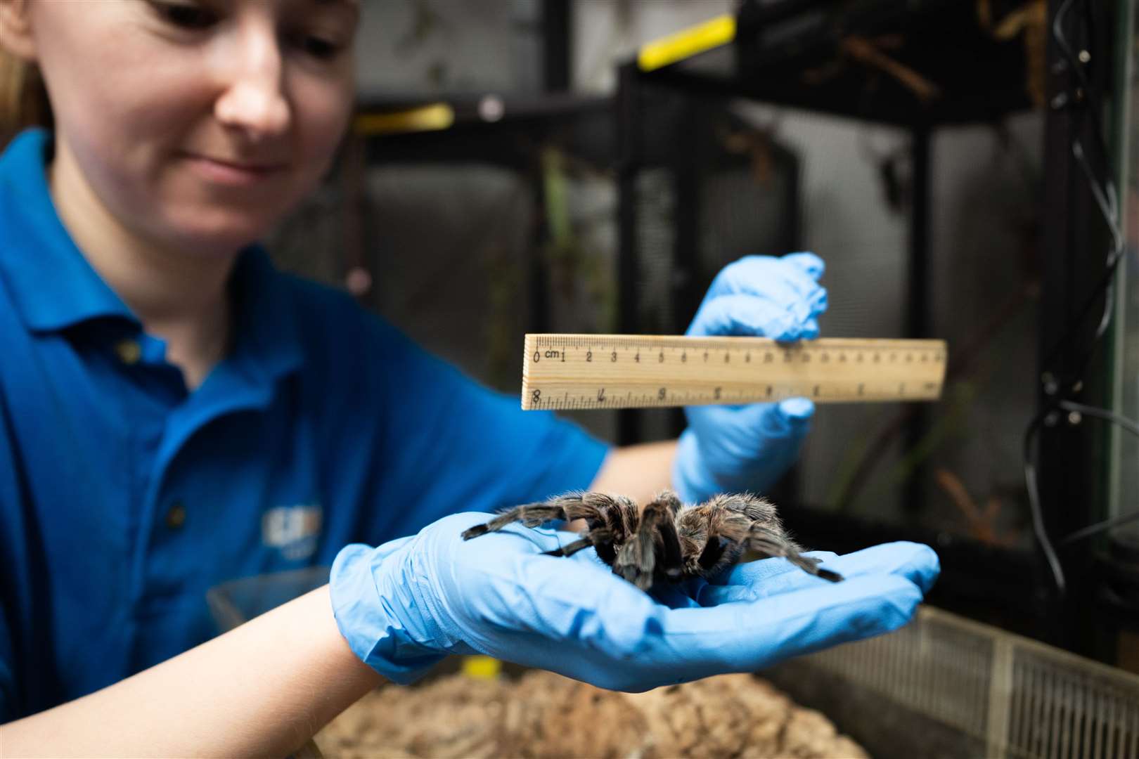 A tarantula is measured at the Sea Life London Aquarium during the annual ‘count and clean’ (James Manning/PA)