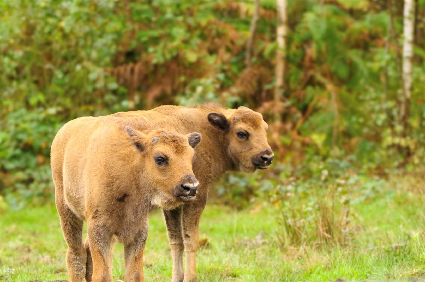 The calves are said to be doing well. Picture: Tim Horton/Kent Wildlife Trust