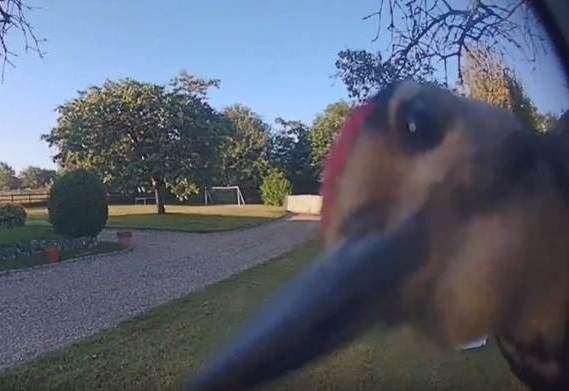 Footage has captured the rare moment a young woodpecker “rang” a doorbell in Boxley, Maidstone. Picture: Ring