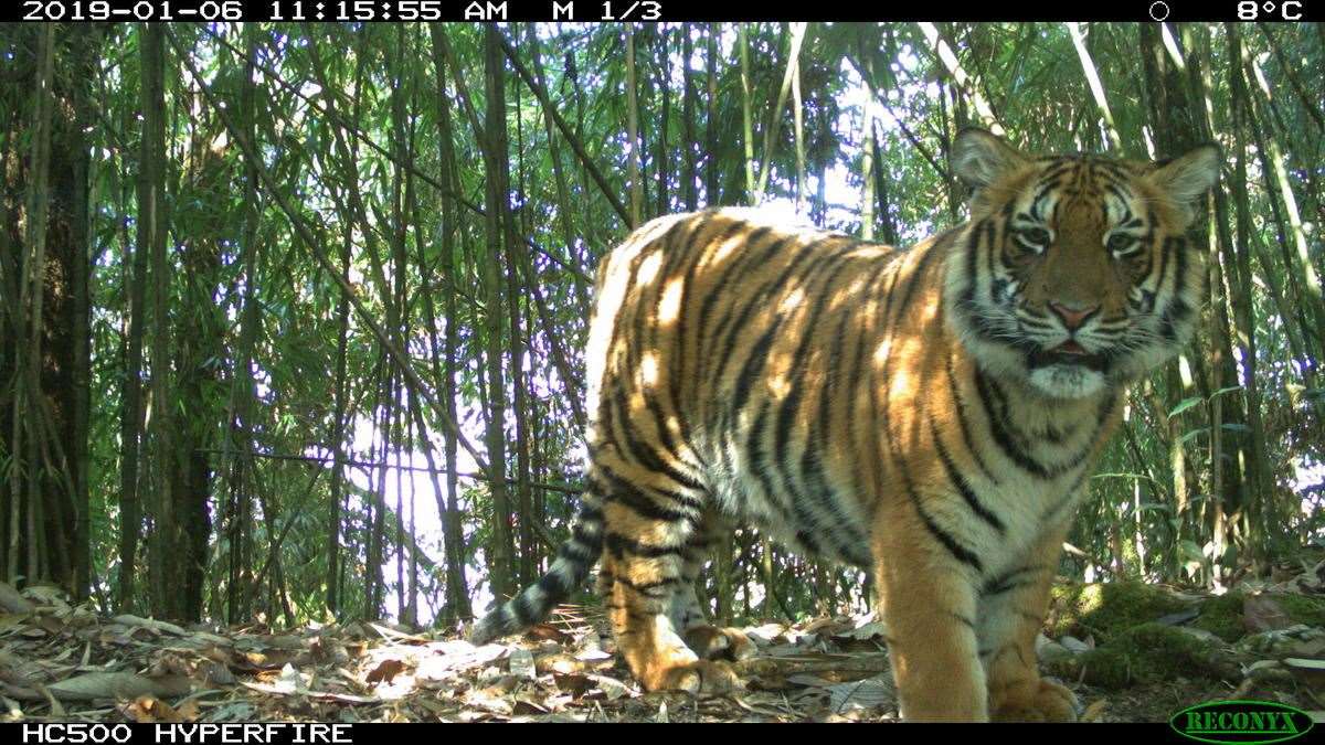 A camera trap image of Rewa tiger family in Jigme Single Wangchuck National Park, Bhutan (JSWNP / DoFPS/ WWF-Bhutan/PA)