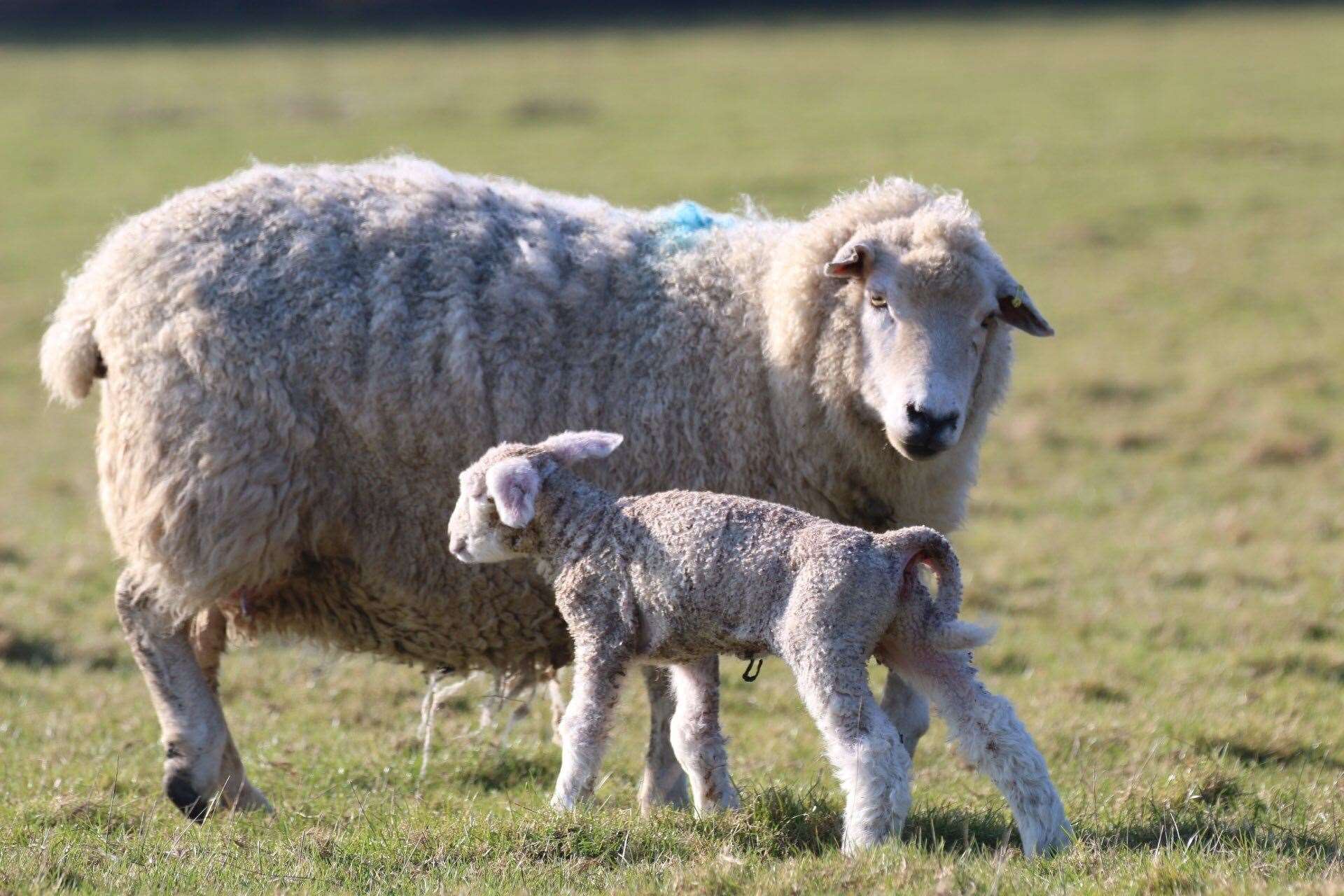 Lambing season usually takes place between February and April