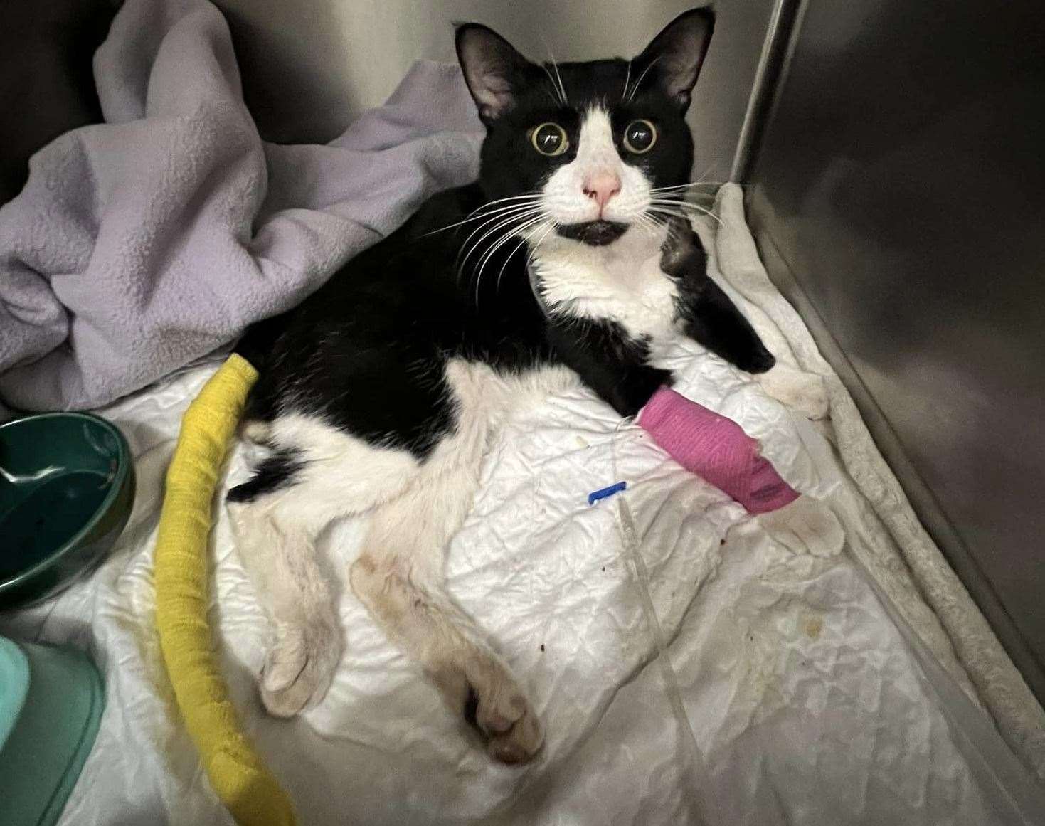 Oreo following his surgery after he was shot in Margate. Picture: Jodie Gower