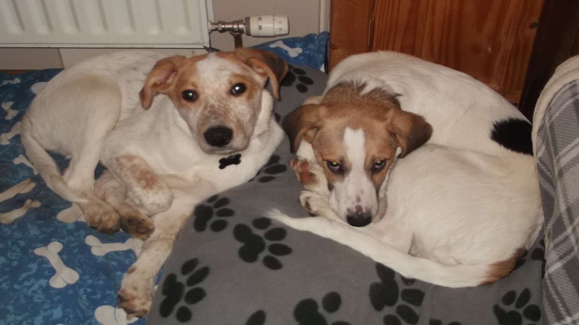 Bertie and Zapper, dogs needing home.