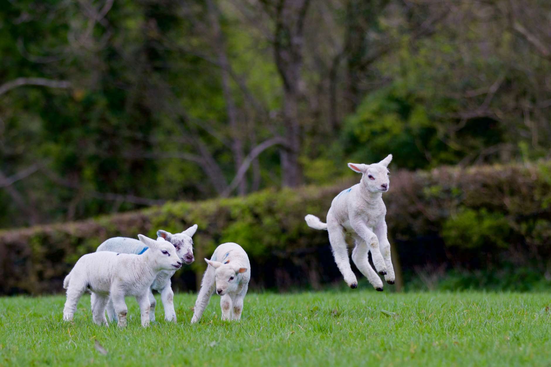 Lambs have a spring in their step