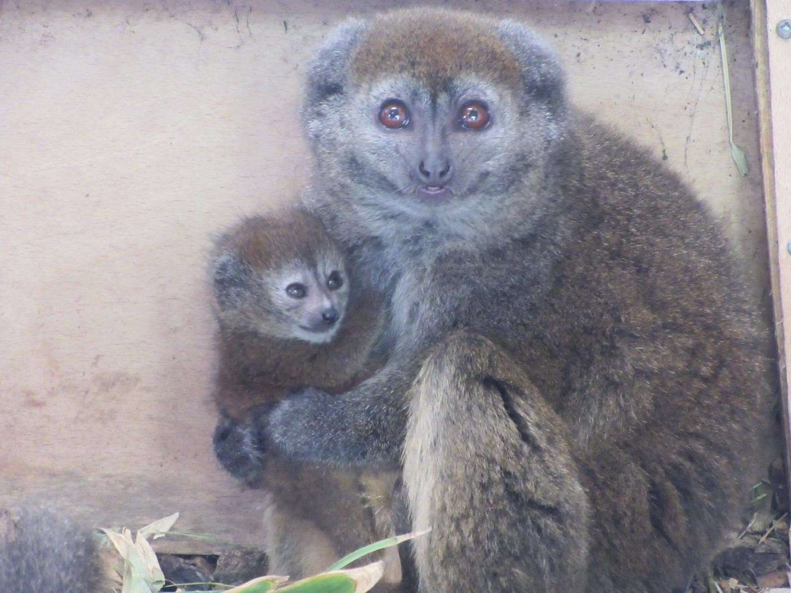 The two-week-old lemur and their mother Tiana (Wild Place Project/PA)