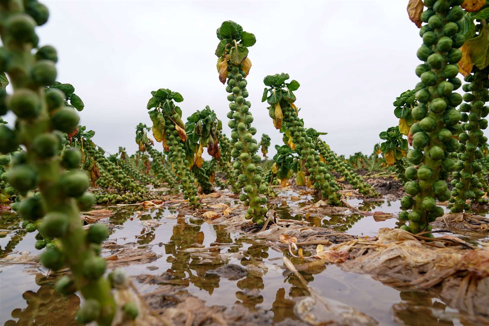 A flooded field of Brussels sprouts at TH Clements near Boston, Lincolnshire in January (Joe Giddens/PA)