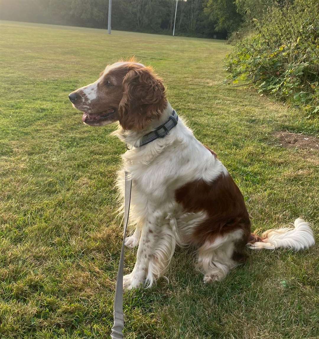 Three different charities helped search for Phoebe the missing Springer Spaniel. Picture: Nicola Patterson