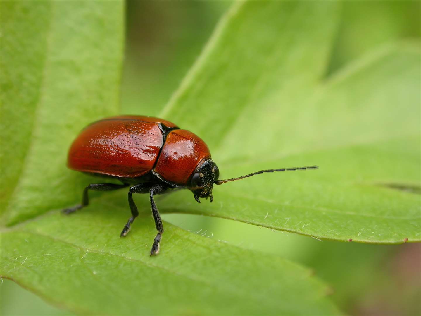 Hazel pot beetle (Trevor Pendleton/PA)