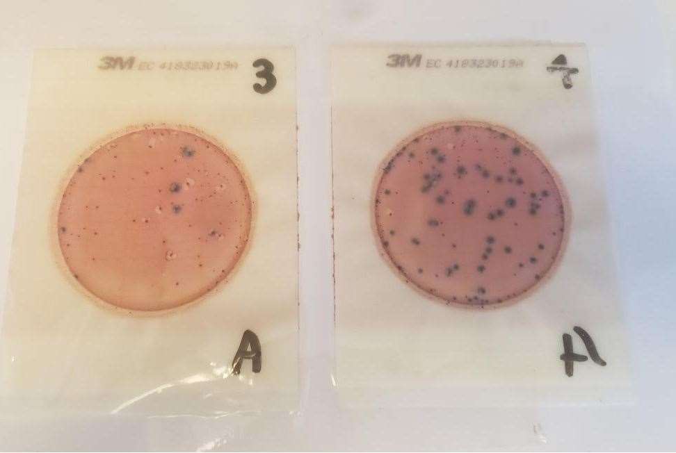 Water samples from St Mary's Island and Gillingham Strand