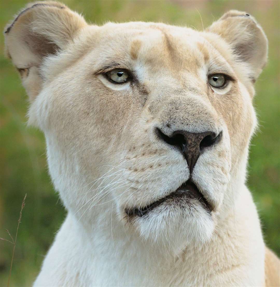 Izulu is 15-years-old having been born in April 2009. Picture: The Big Cat Sanctuary