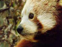 Red panda Lushan settles into to Wingham Wildlife Park.