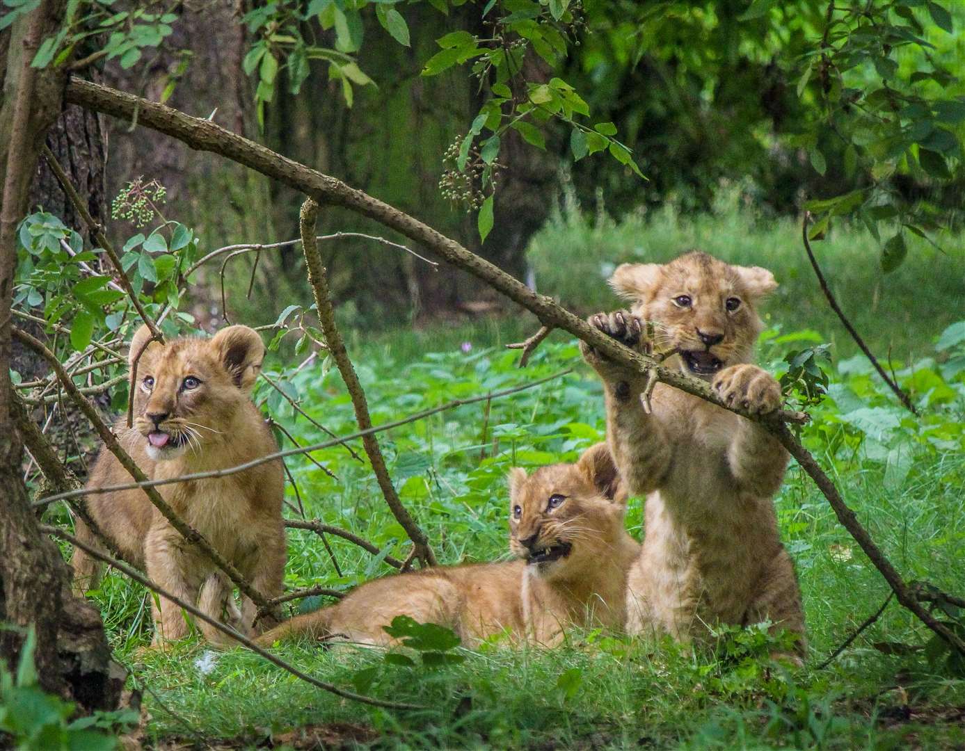 The trio are growing up fast. All pictures: The Aspinall Foundation