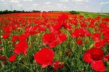 Poppy fields