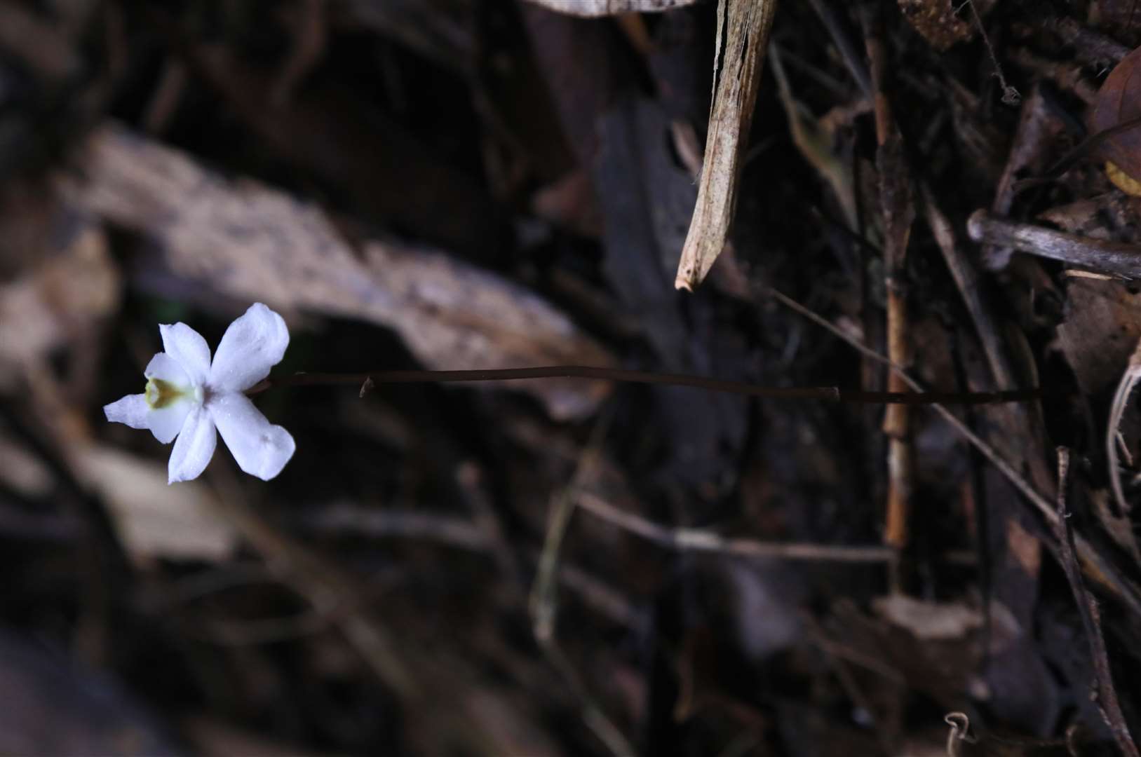 Didymoplexis_stella-silvae is a new species of ‘ghost’ orchid which grows in darkness (Johan Hermans/PA)