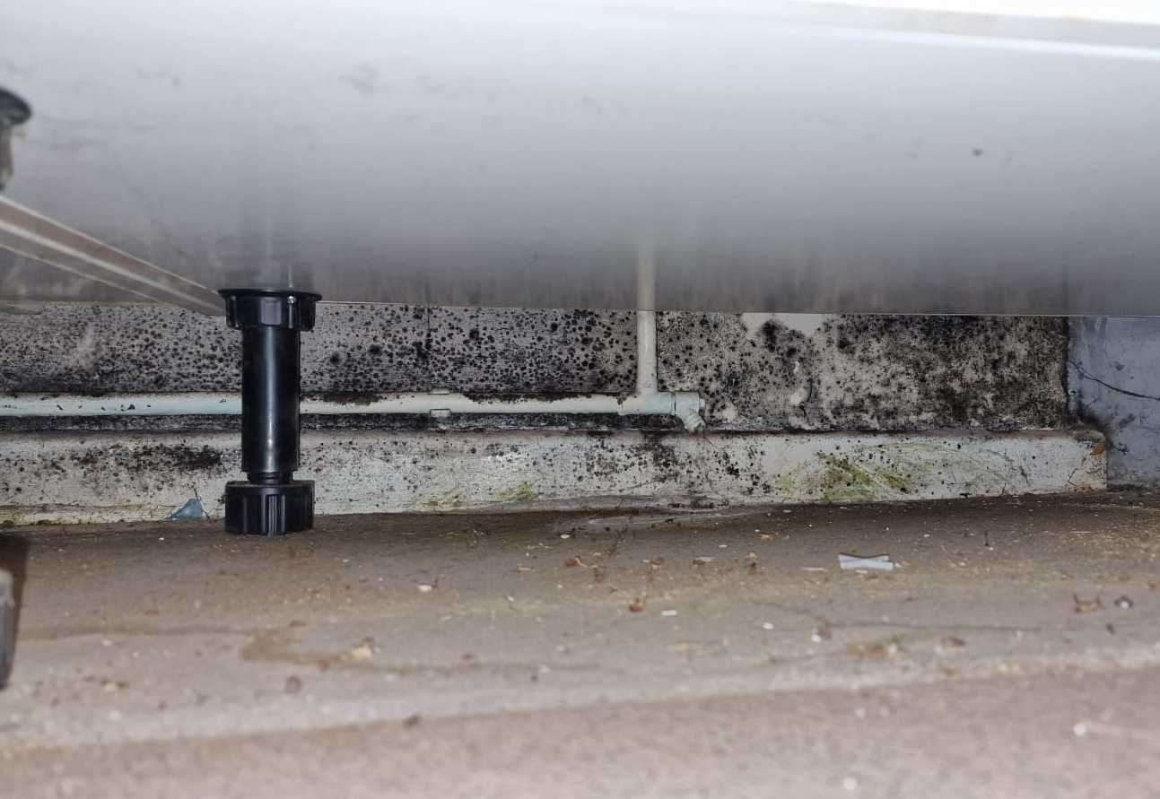 The mould growing behind the cabinet in the kitchen. Picture: Chelsea Hazelwood