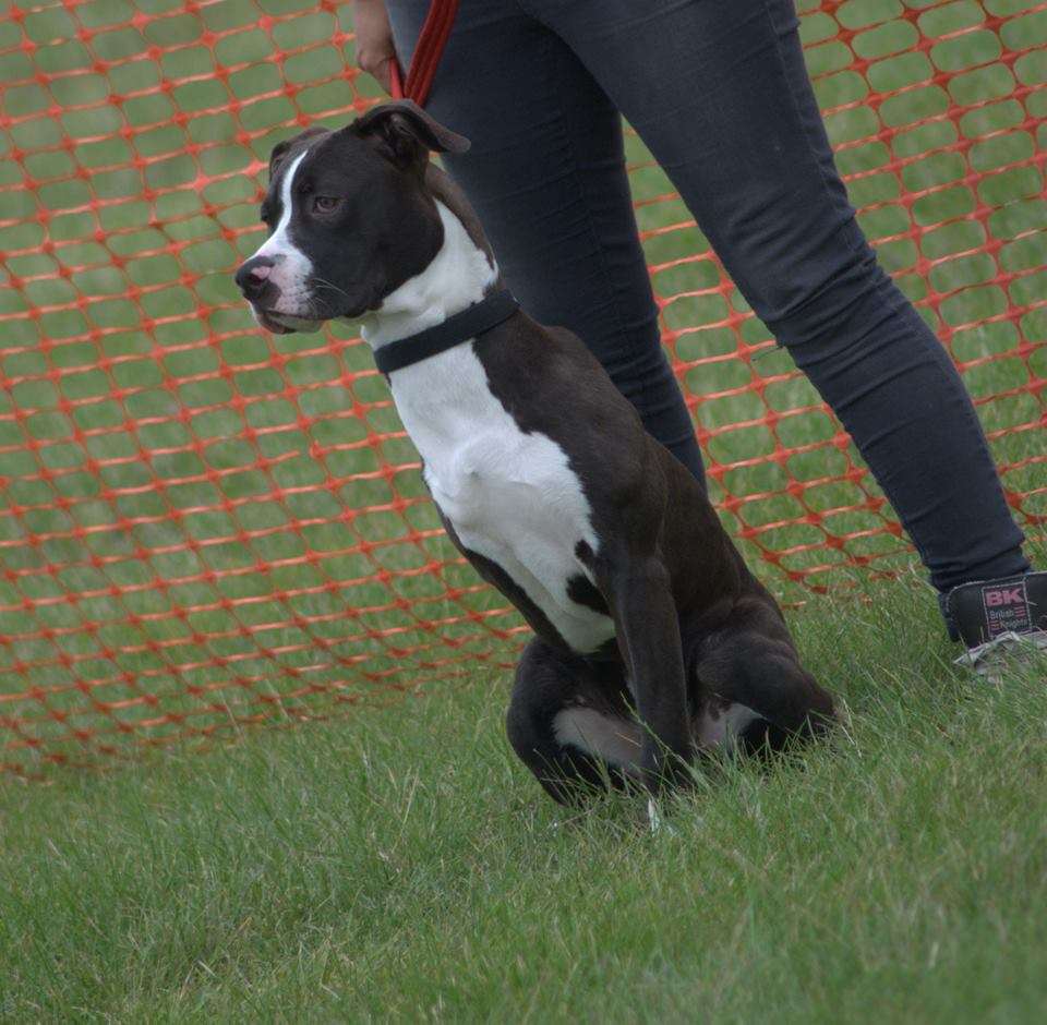 Meli the American bulldog cross has found her forever home