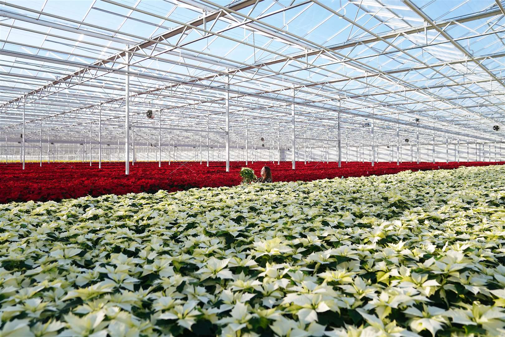 Alaska poinsettias next to their more traditional counterparts (Joe Giddens/PA)