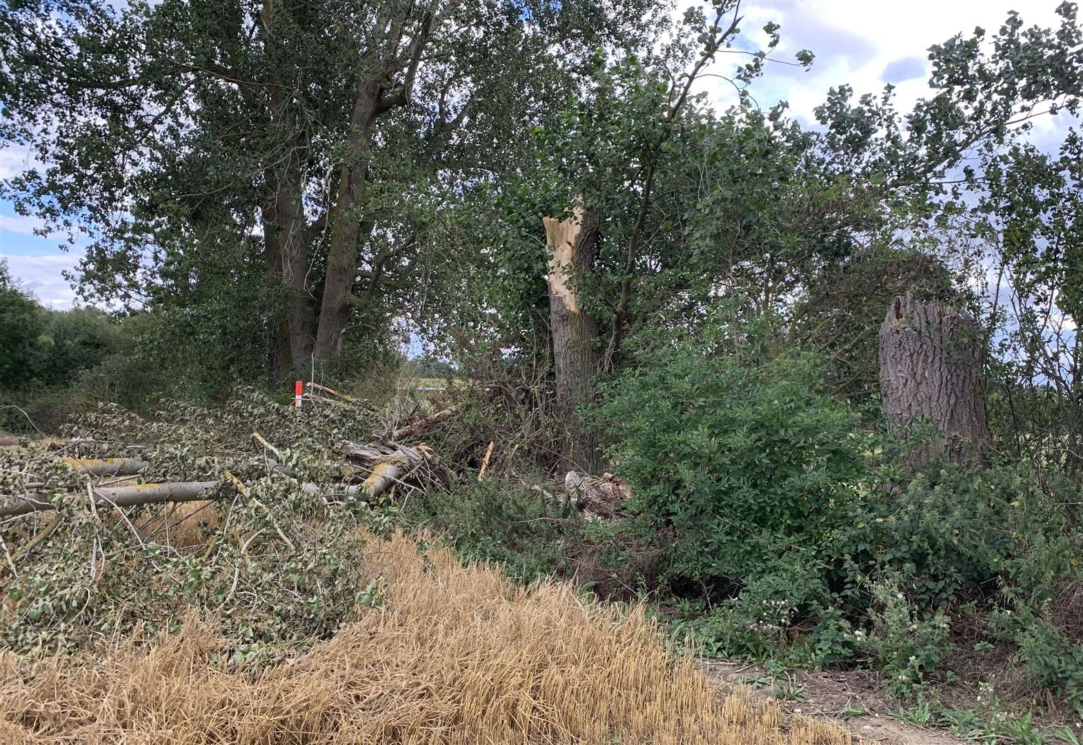 The scene in Bobbing where a child died when a tree fell in strong winds