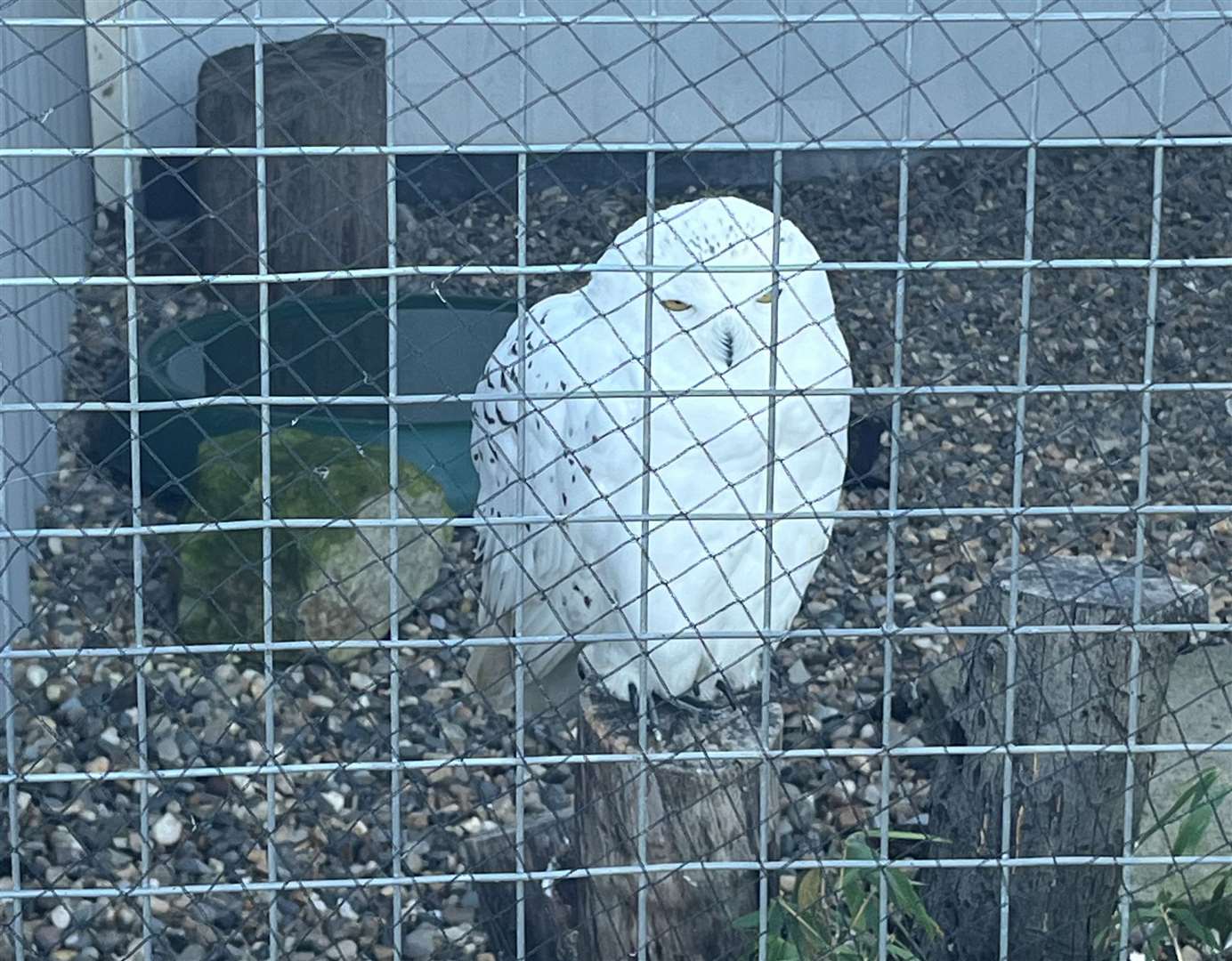 An owl at Eagle Heights Wildlife Foundation