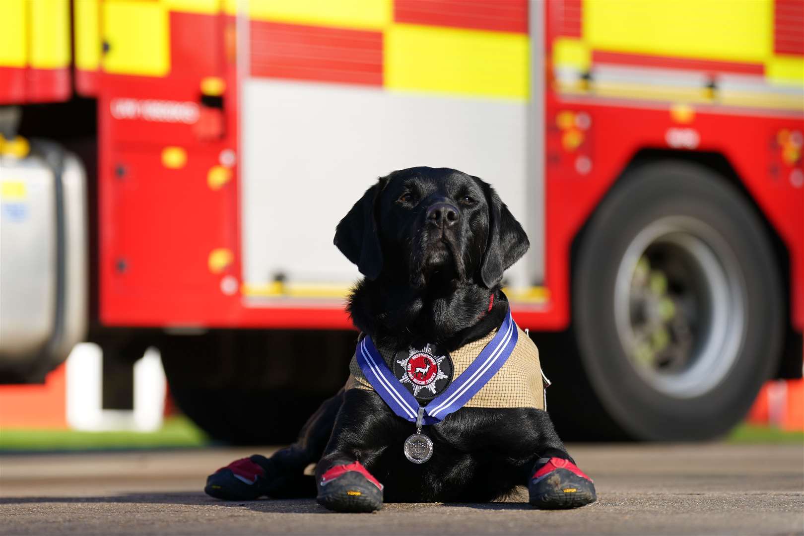 Fire investigation dog Reqs receives his PDSA Order of Merit medal at Hertfordshire’s Joint Emergency Services Academy, for his devotion to duty and service to society during his 11-year career (Joe Giddens/PA)