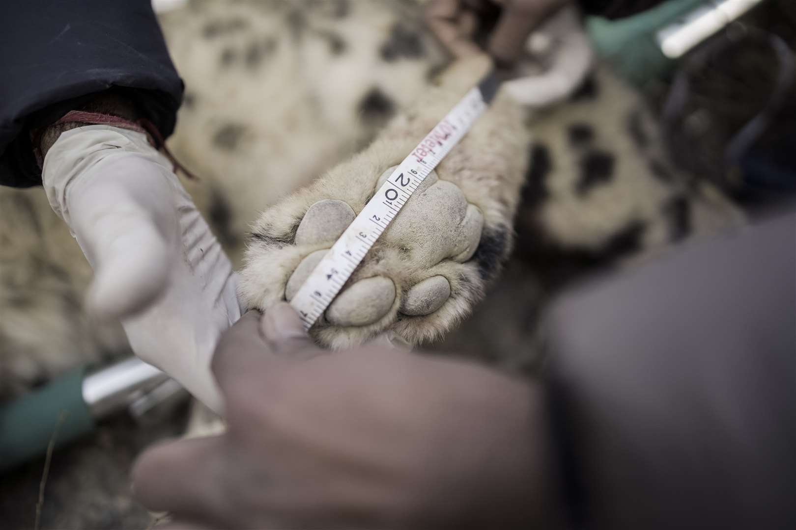 Scientists record measurements including paws, of sedated Samling (DNPWC/WWF Nepal/PA)