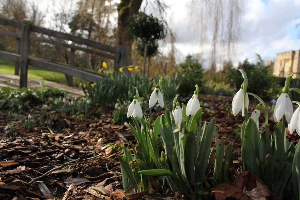 Snowdrops are a welcome sign that spring will soon be on its way