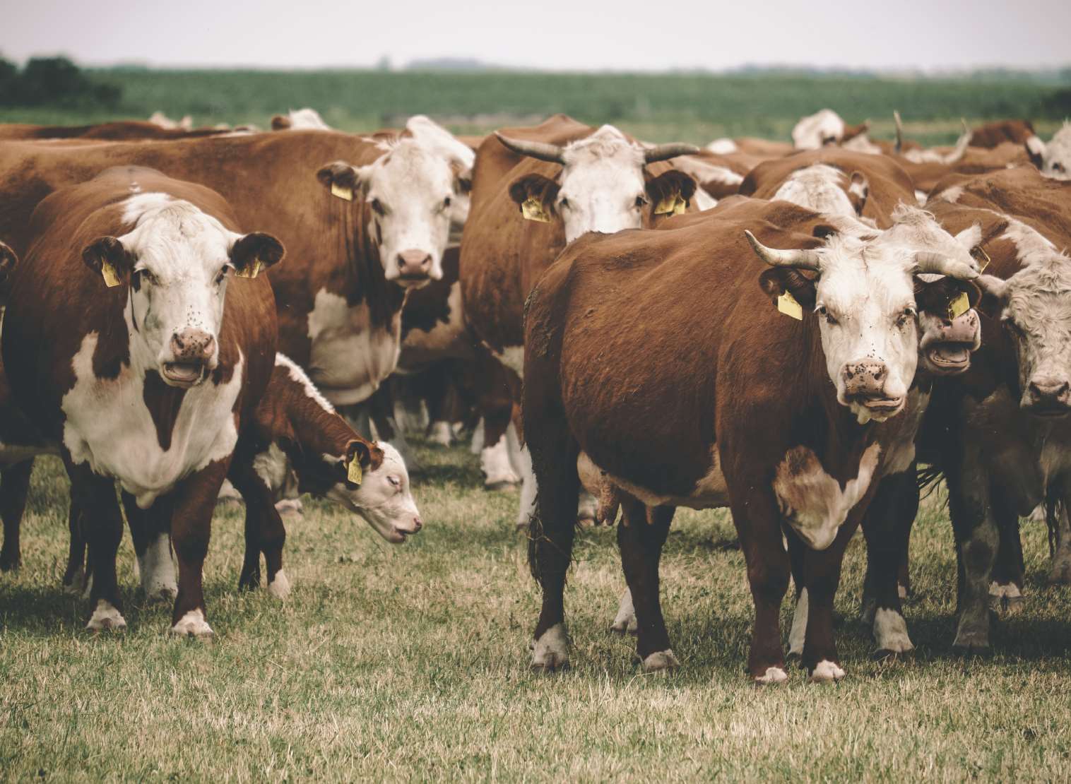 The woman was trampled by a herd of cows. Stock image.