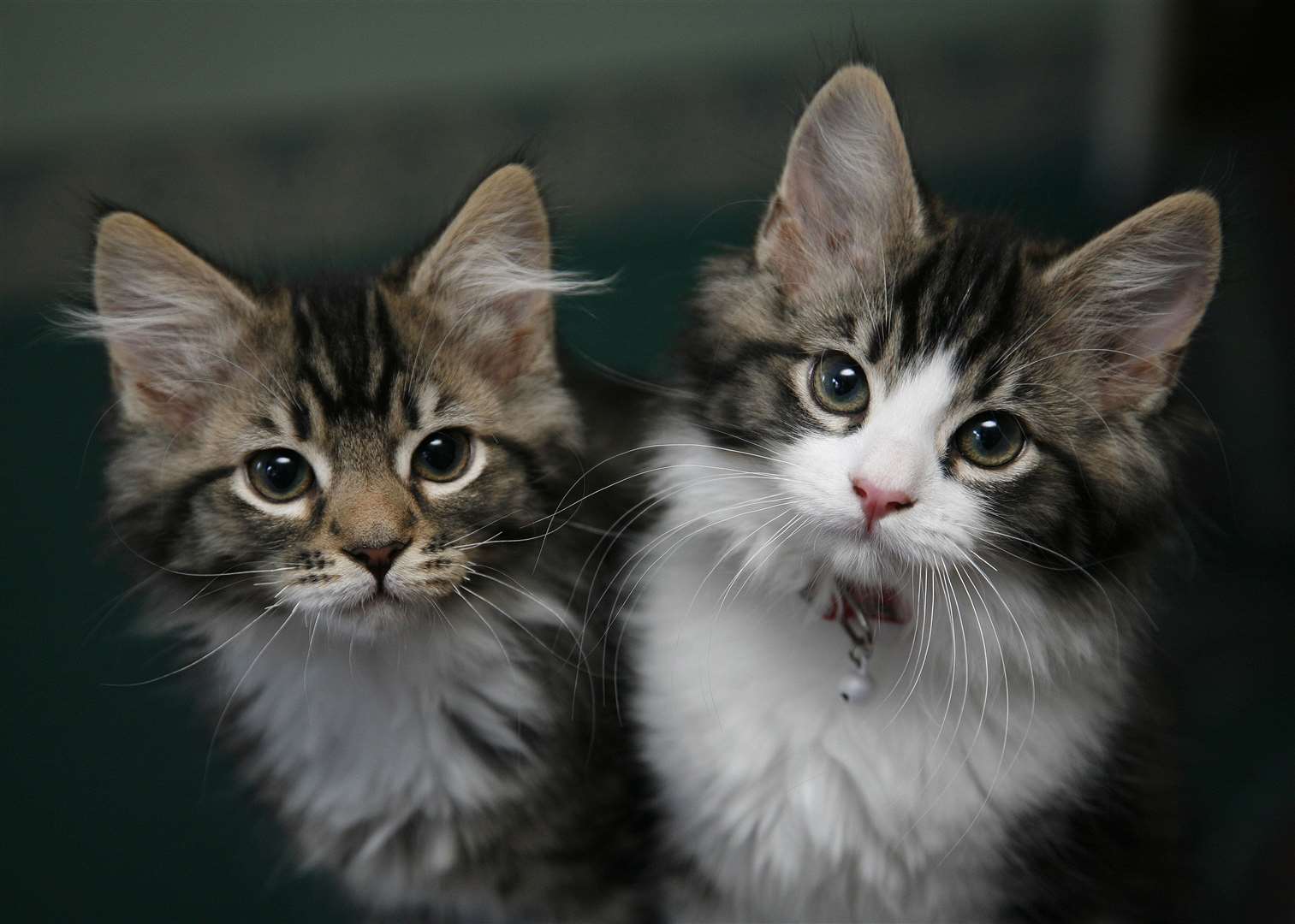 The trend saw users posting images of their animals accompanied by a sticker with the caption ‘We’ll plant one tree for every pet picture’ (Nick Ansell/PA)