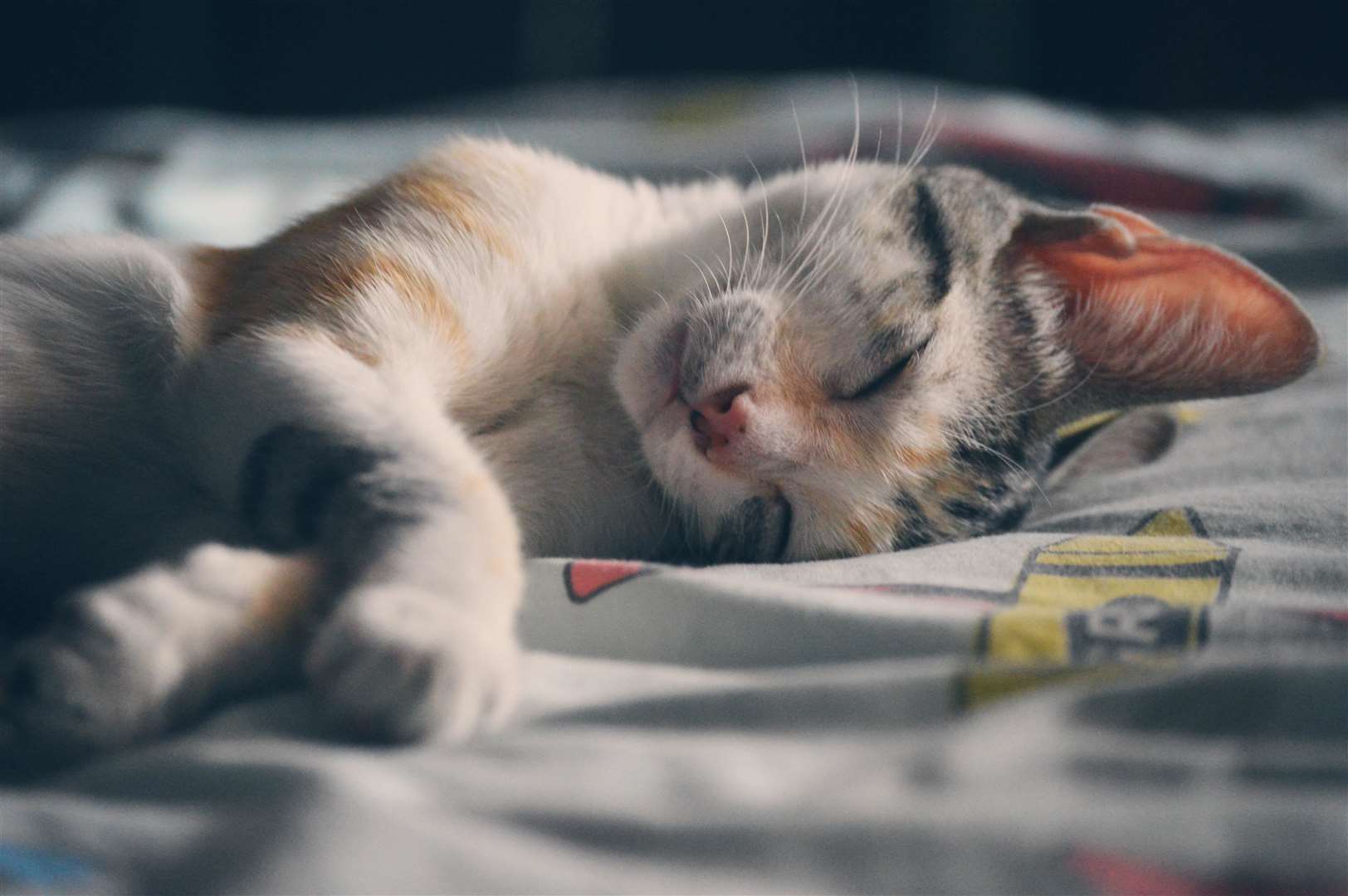 When cats curl up into a crescent, wrap their tails around their body and tuck their heads toward their chest it means they are protecting themselves from potential danger. Picture: Fabricio Trujillo, Pexels