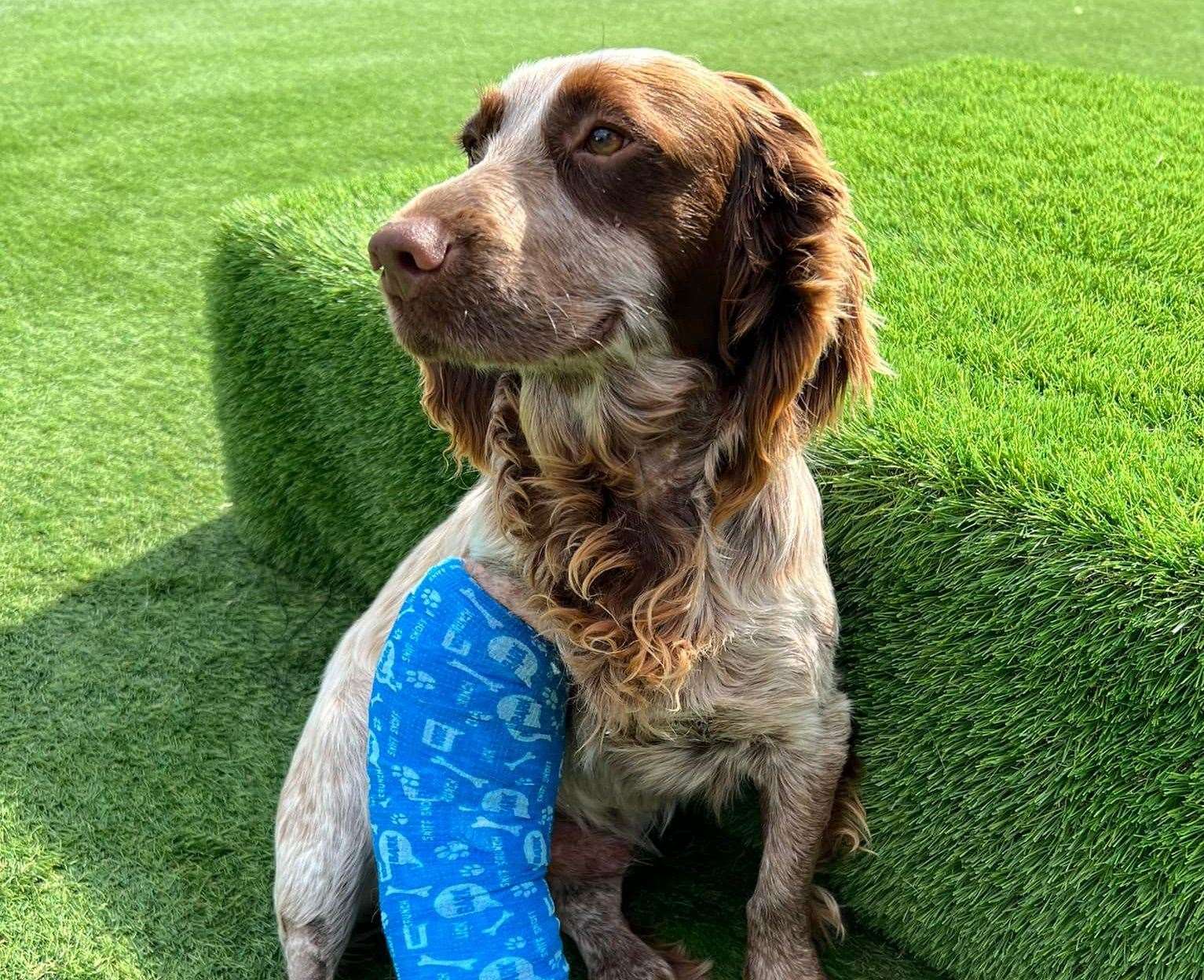 Beethoven the rescued spaniel. Pic: KareBear Kennels