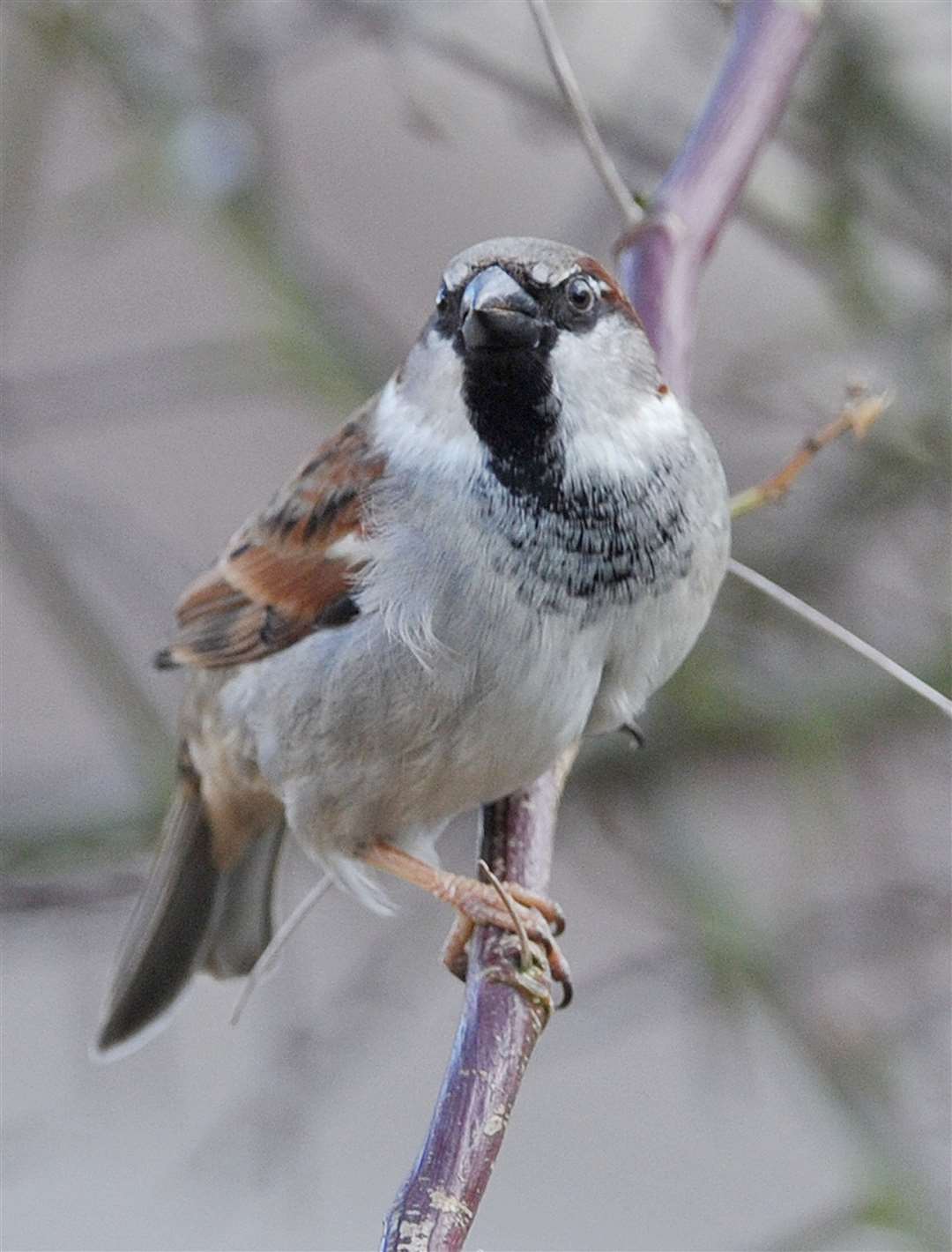 A male house sparrow sits on a branch in a residential garden (Nick Ansell/PA)