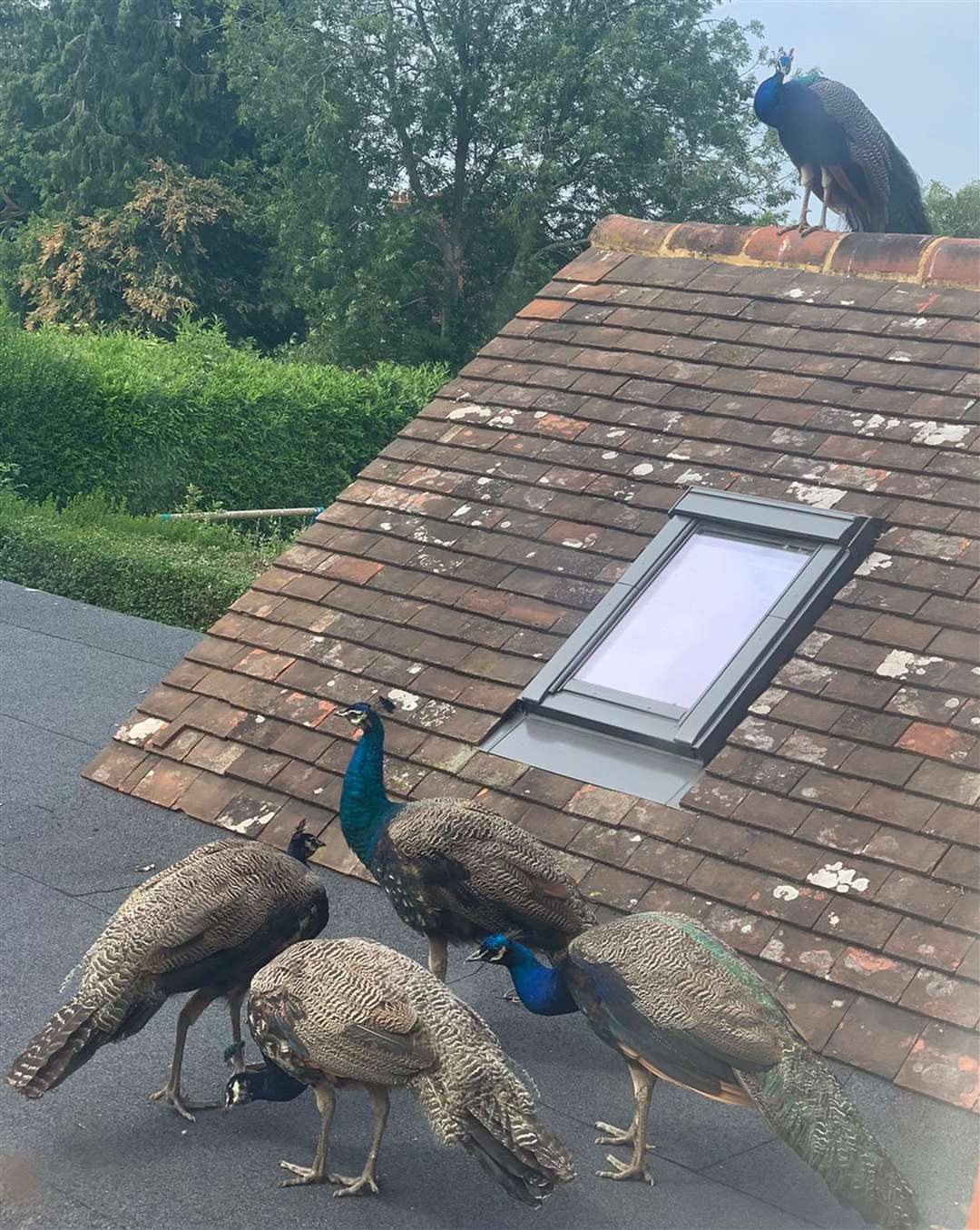 The Boys have been popular with many residents, especially during lockdown (Finty George/PA)