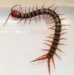 TIGER CENTIPEDE: the 10cm insect can eat mice and small toads