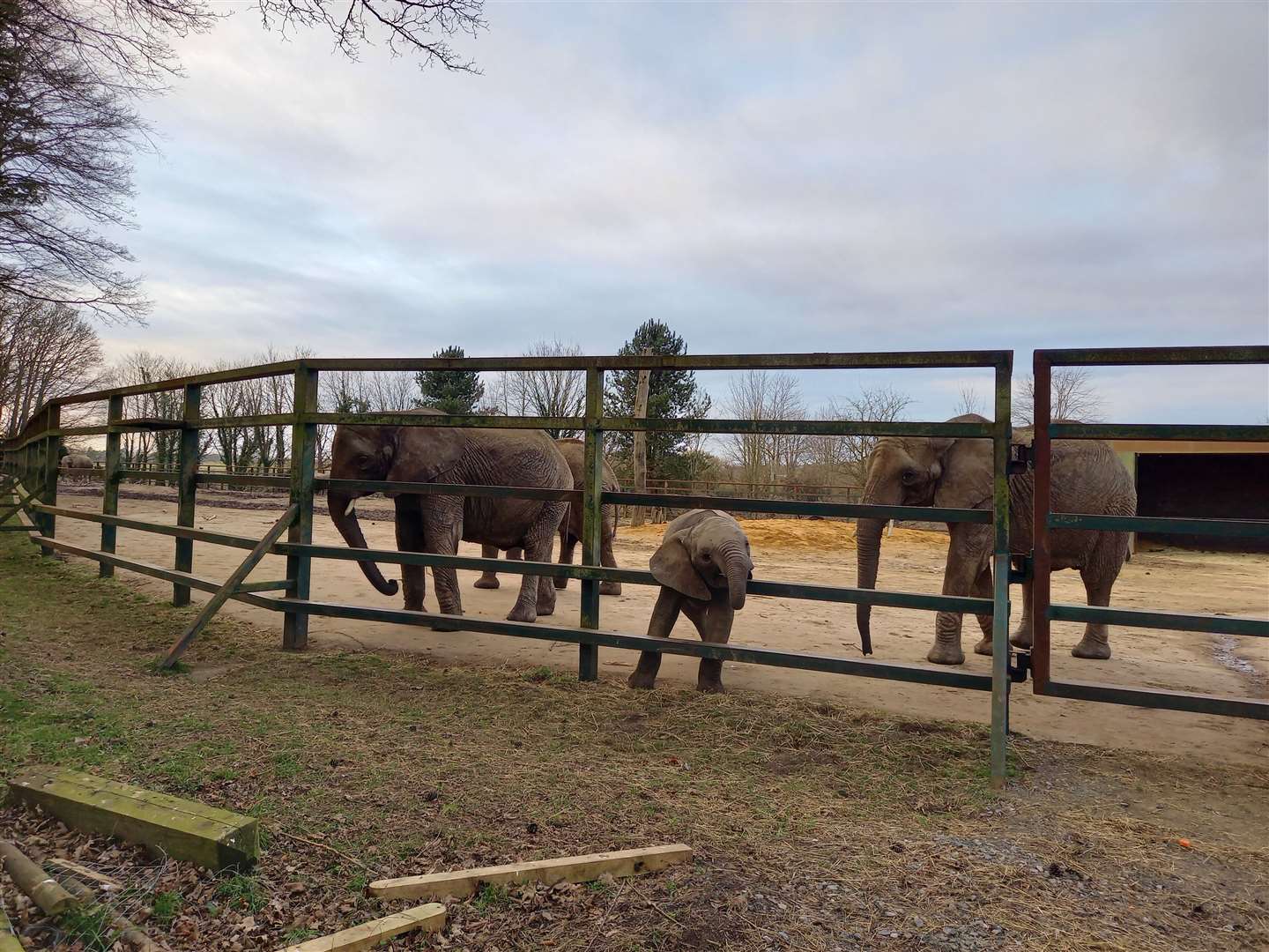 Plans for the elephants to leave Howletts were first announced in 2021 but are yet to be confirmed