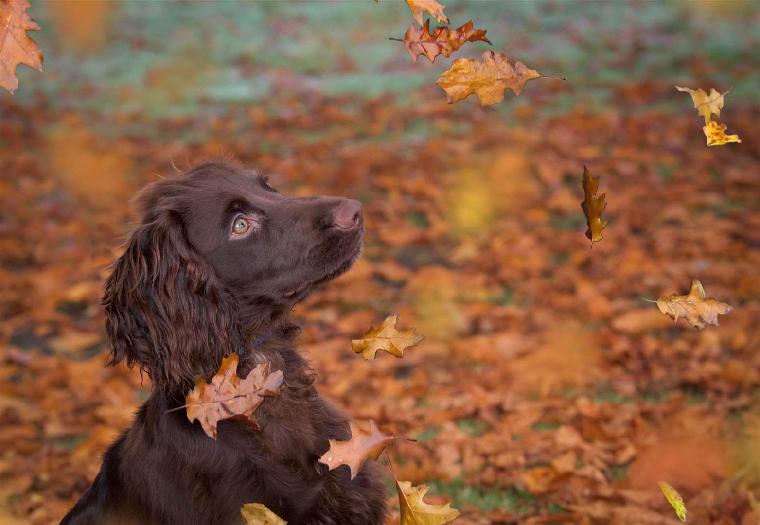 When leaves are left on the ground, they start to decay and contain bacteria and fungus. Picture: Sherry Wright, Unsplash