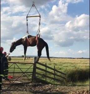 The horse being winched to safety at Cliffe Pools. Image from RSPCA